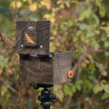 Martlet Cube for 4x6 (made to order)